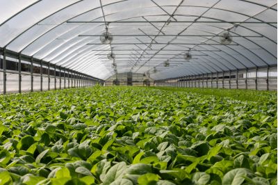 Multispan IoT Communication Solutions to Overcoming Signal Loss in Large Greenhouses