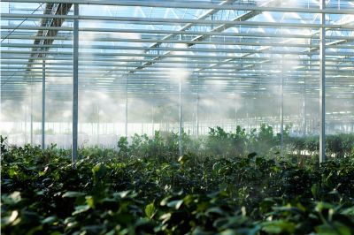 Best Greenhouse Automation: Raspberry Pi vs Arduino