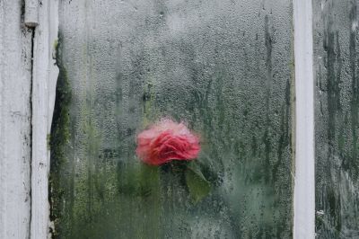 Temperature Management in Greenhouse: Best Methods & Solutions