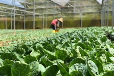 Efficient Water and Nutrient Management for IoT Horticulture
