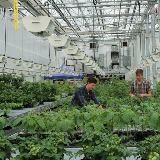 Terramera Rooftop Farming
