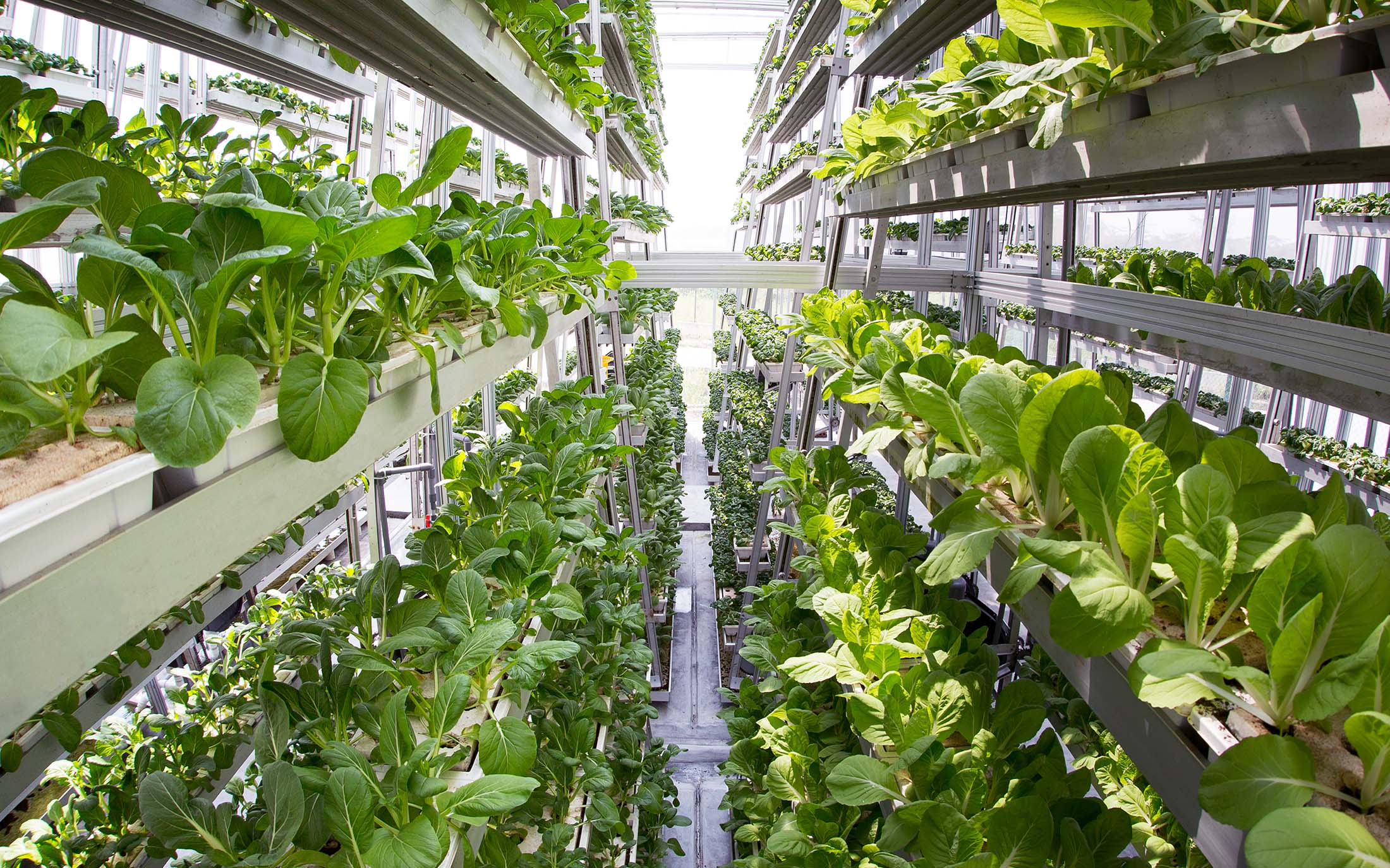 Smart Greenhouse Technology 