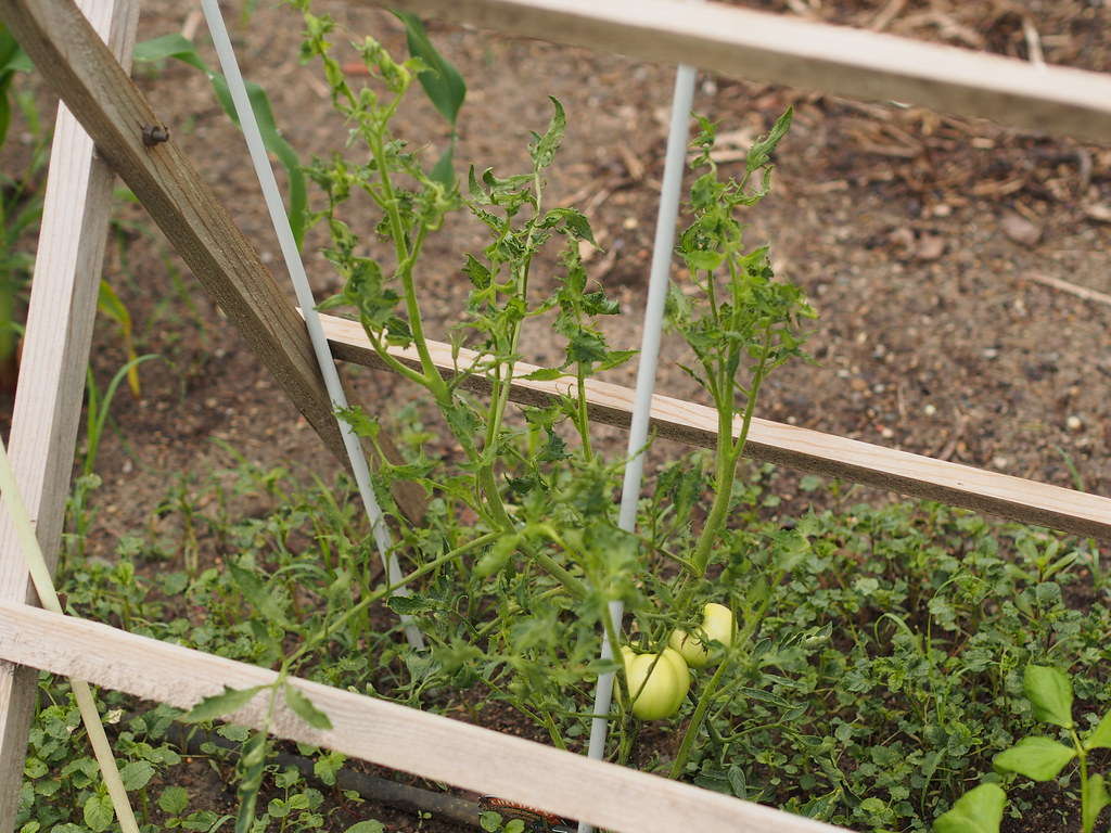 Tomatoes with Fusarium Wilt