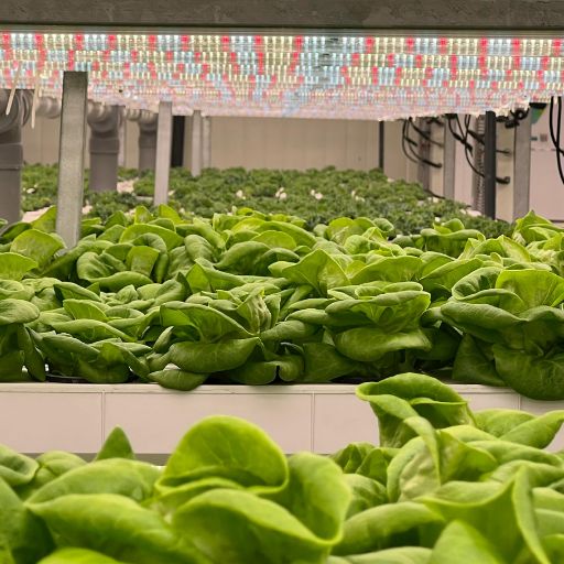 Vertical Farming Under LED Lighting