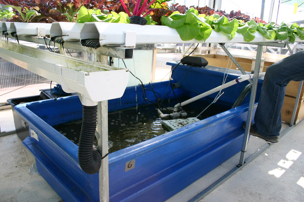 Urban Aquaponics System Made Simple