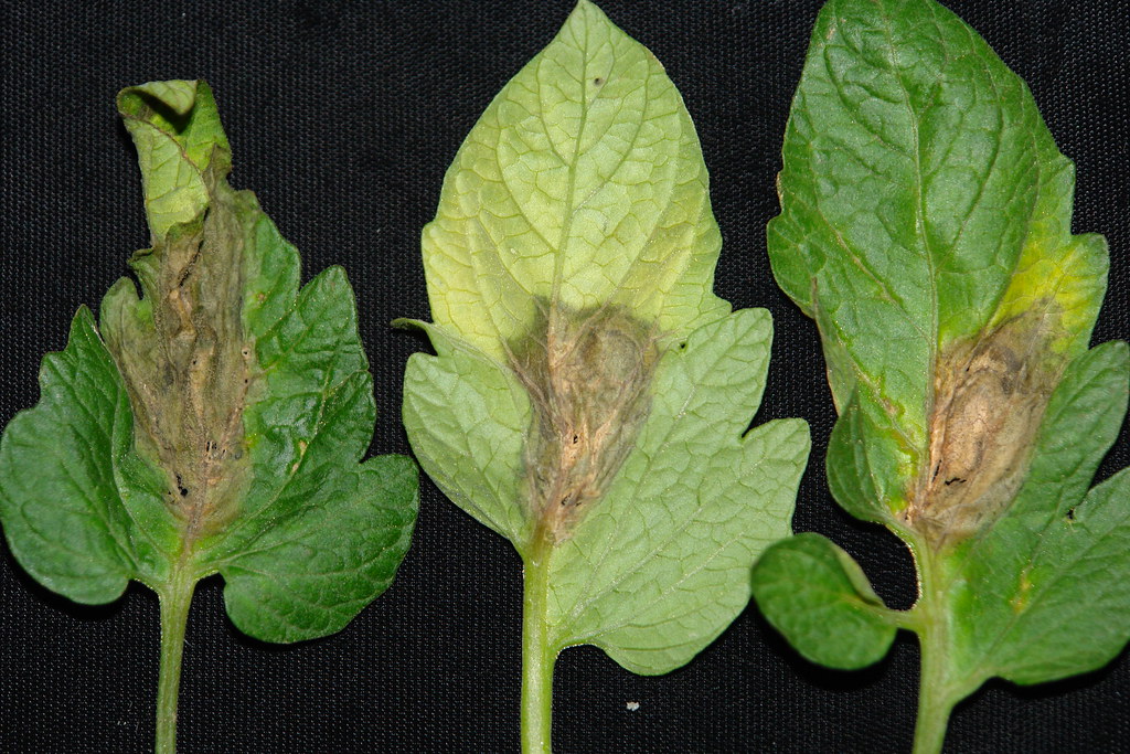 common greenhouse disease "gray mold" on plant
