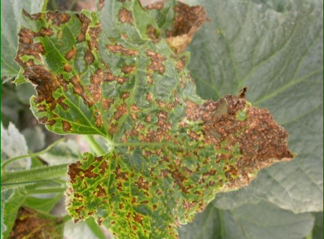common greenhouse diseases Melon Necrotic Spot Virus on Plant