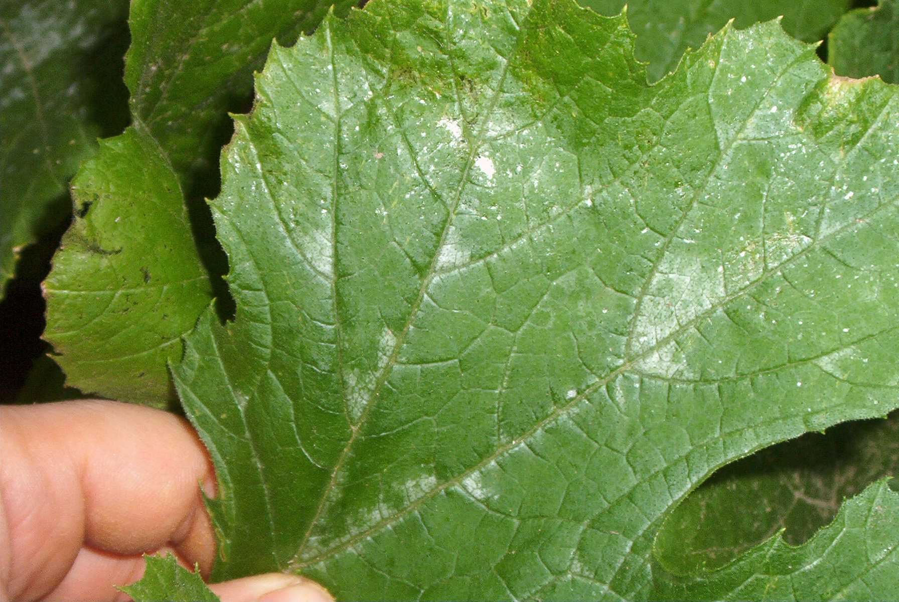 Cucurbita pepo 'Zucchini Grey"