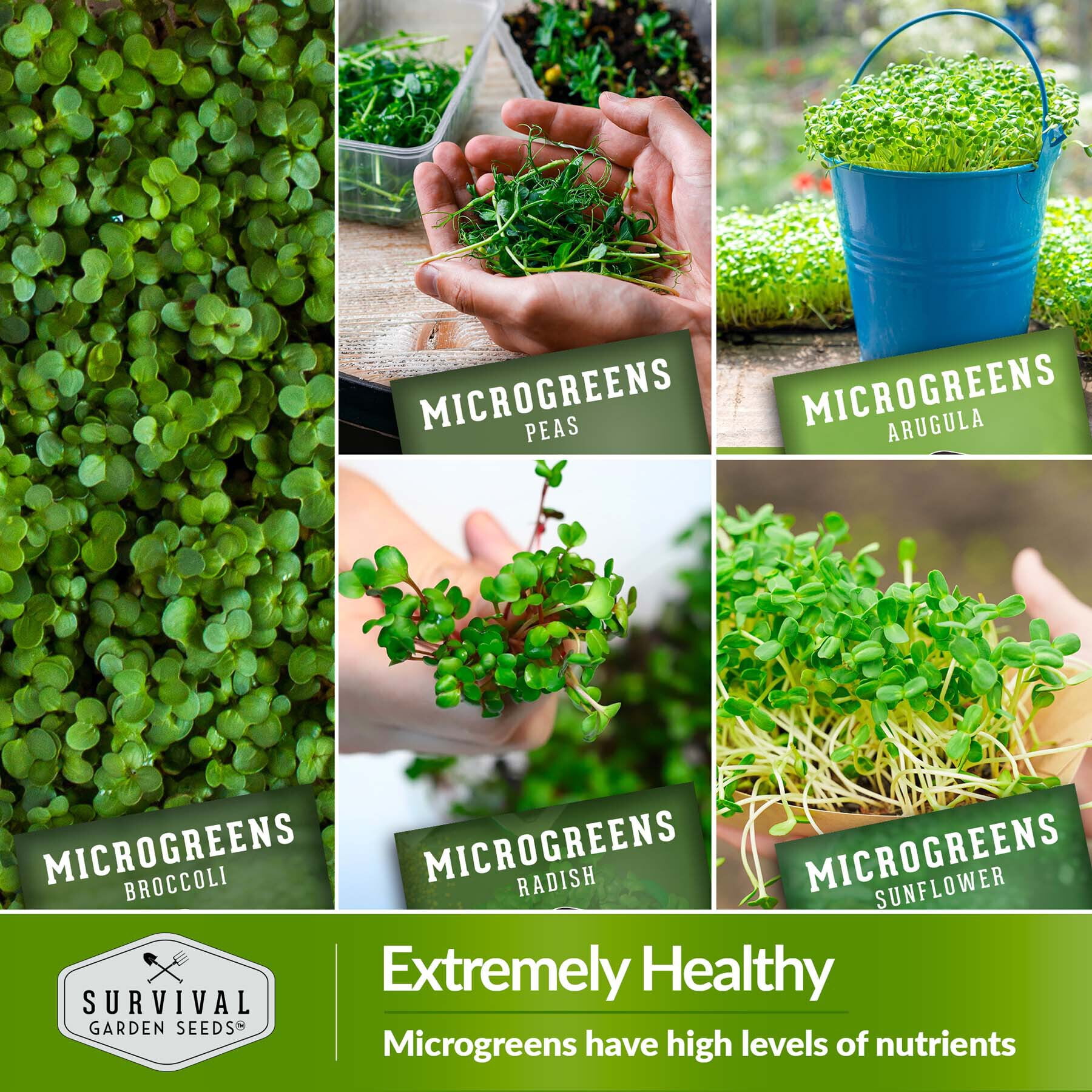 Microgreen varieties for best yield