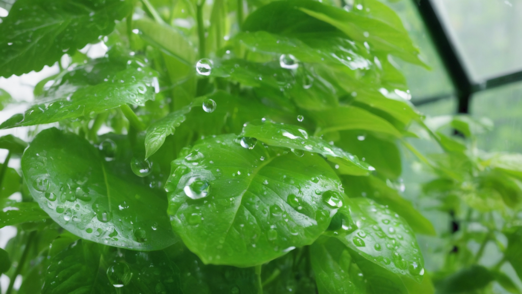 Humidity Levels in Greenhouse